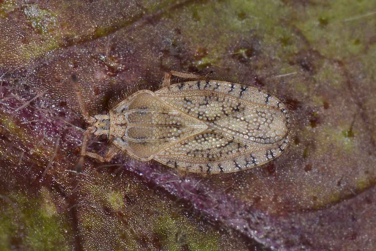 Tingidae: Tingis pilosa del Piemonte (TO)